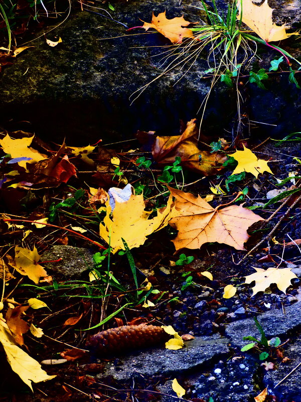 Золотая осень 57 - Алексей Кузнецов