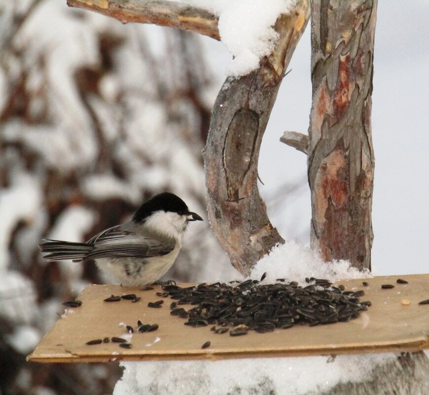 Нашлась семечка и для такой малышки - Galaelina ***