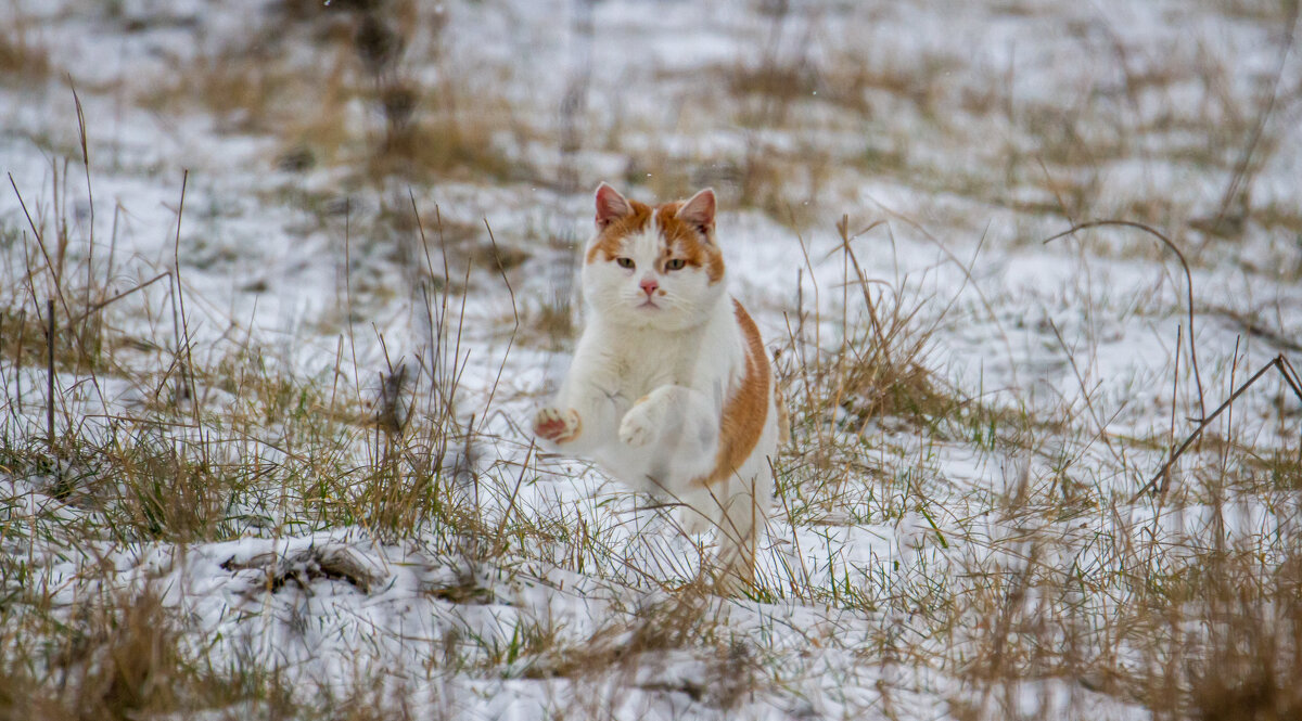 Мурзан - Вадим Мелихов