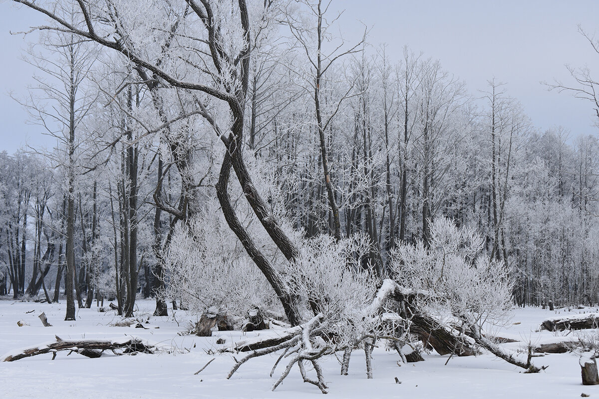В декабре - Надежда Буранова 