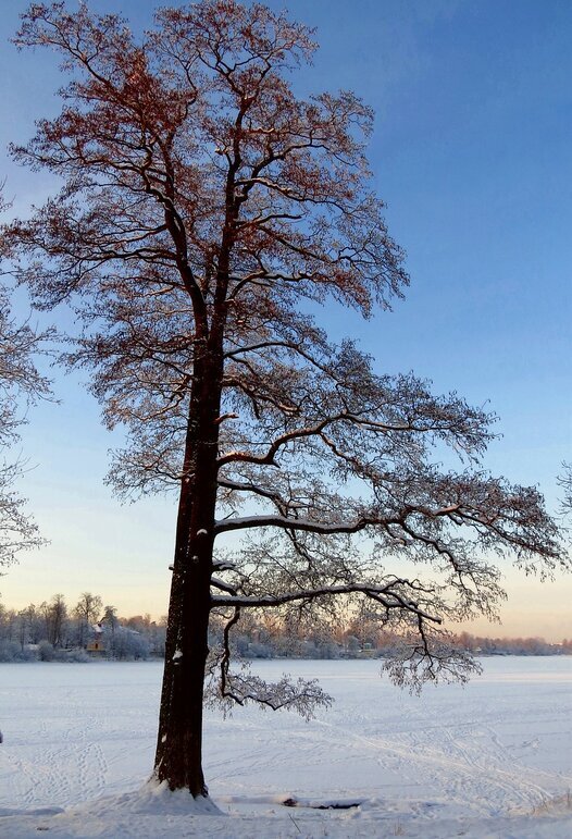 Сосна на берегу - Вера Щукина