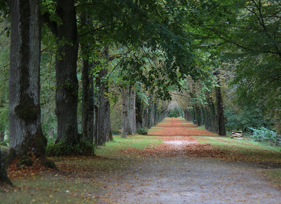 аллея , осень .... - Andrey Bragin 