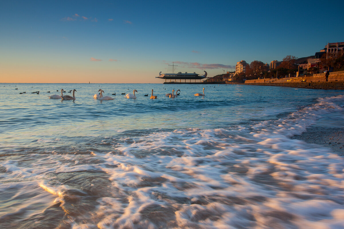 Лебеди в Ялте - Сергей Титов Лебеди в Ялте - Сергей Титов
