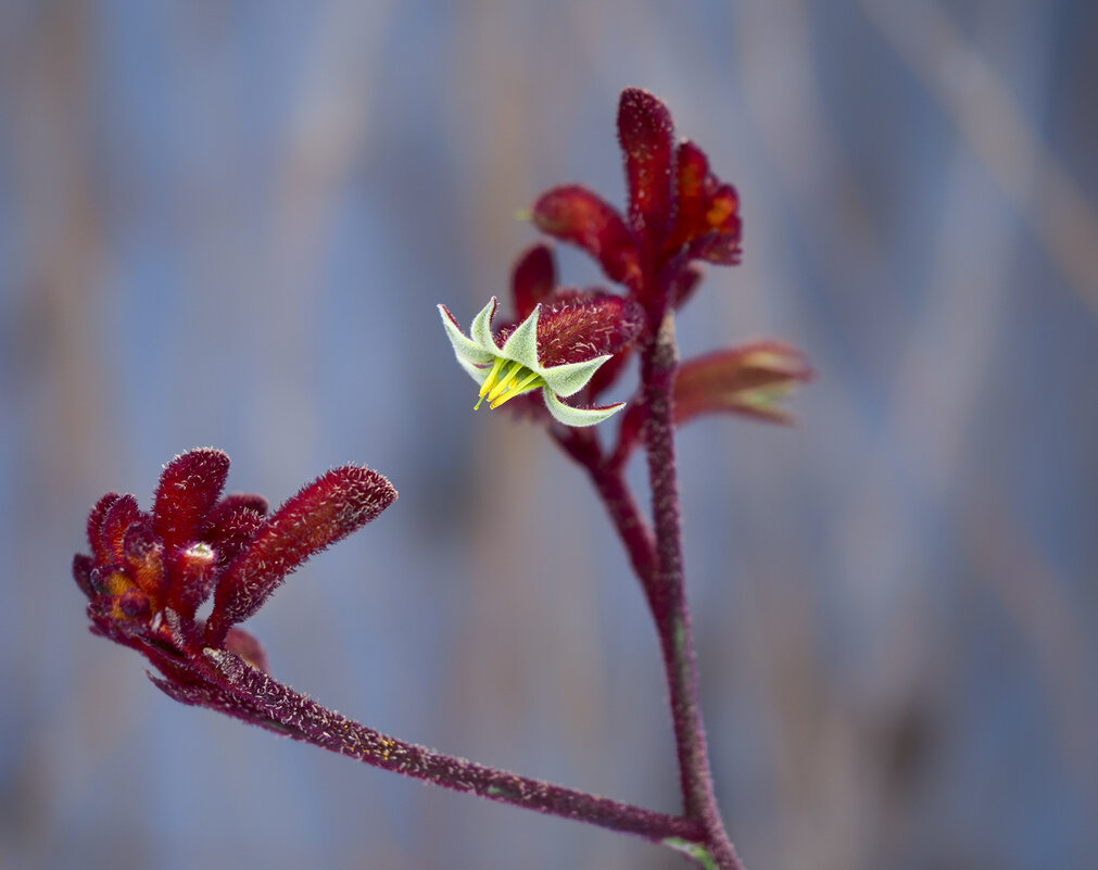 anigozanthos - Zinovi Seniak