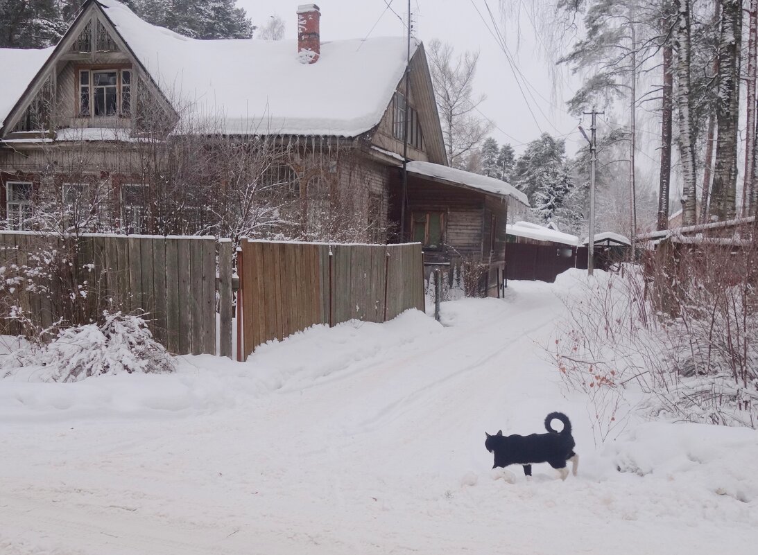 "кошка, гуляющая сама по себе" - Елена 