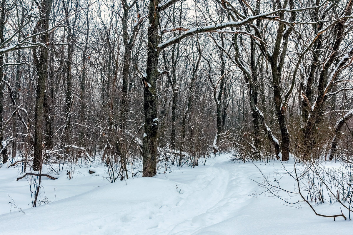 В зимний лес, по снежном покрову.. - Юрий Стародубцев В зимний лес, по снежном покрову.. - Юрий Стародубцев