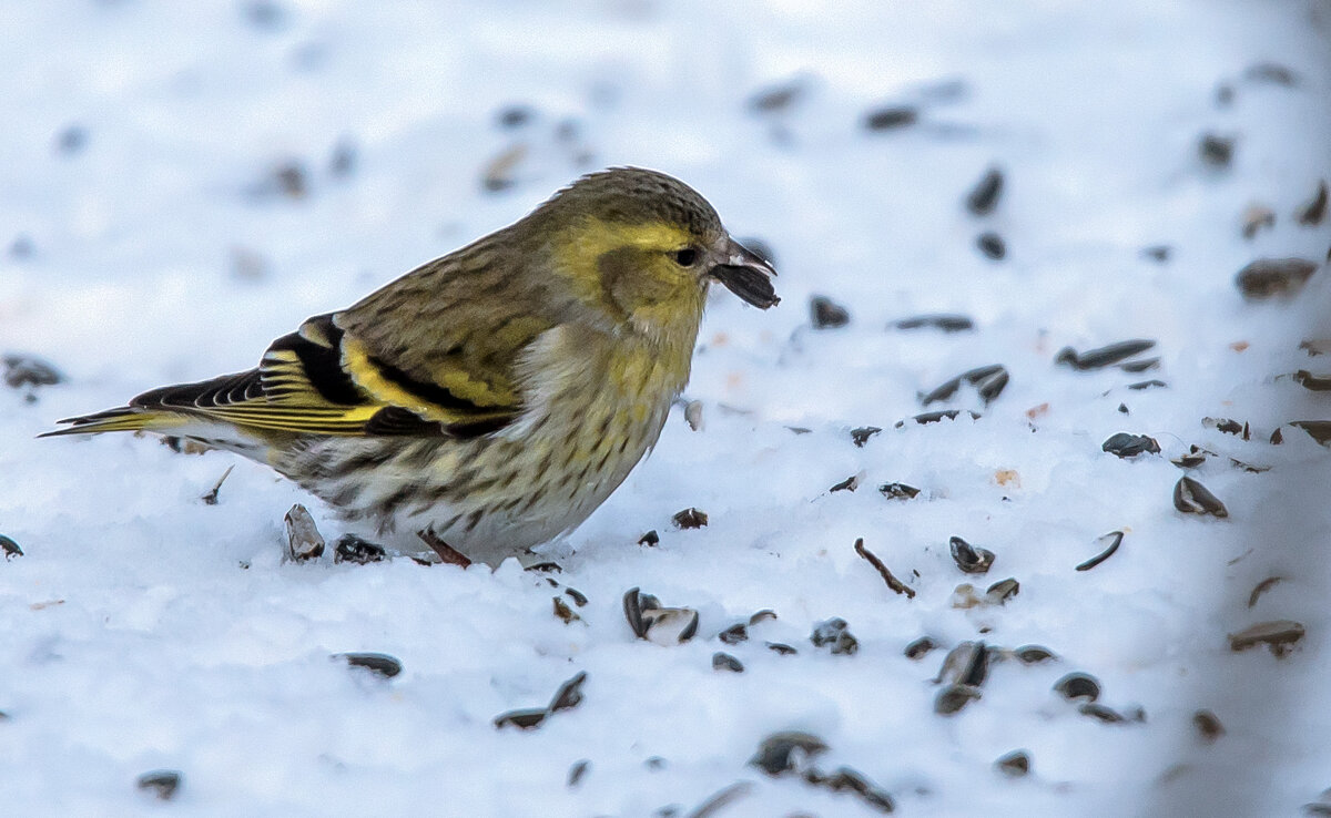 Чиж. - Владимир Безбородов Чиж. - Владимир Безбородов