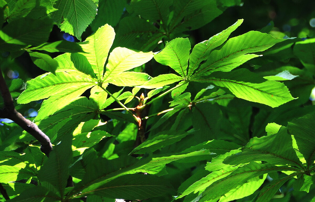 Озарение.. - Tatiana Markova