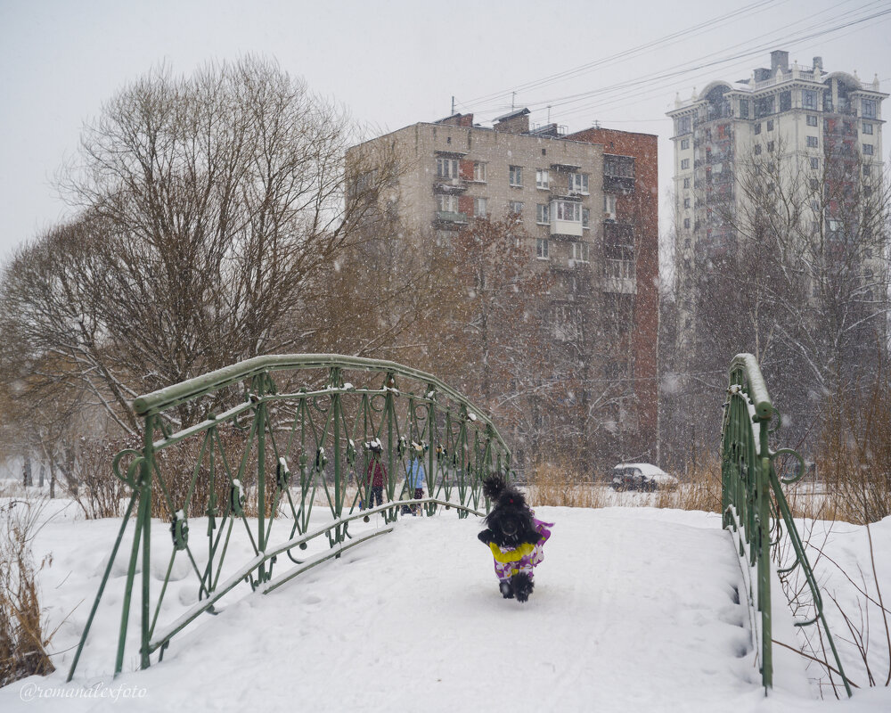 Дружок - Роман Алексеев