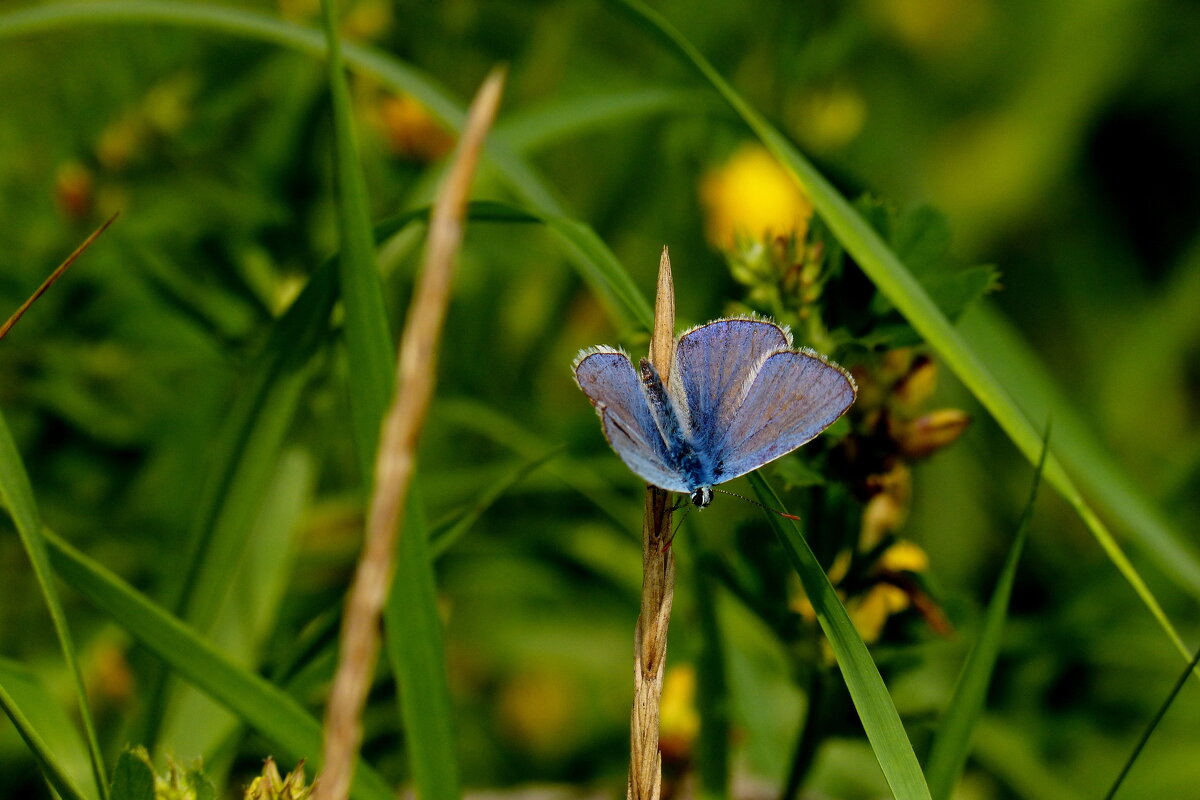 и снова бабочки...2 - Александр Прокудин