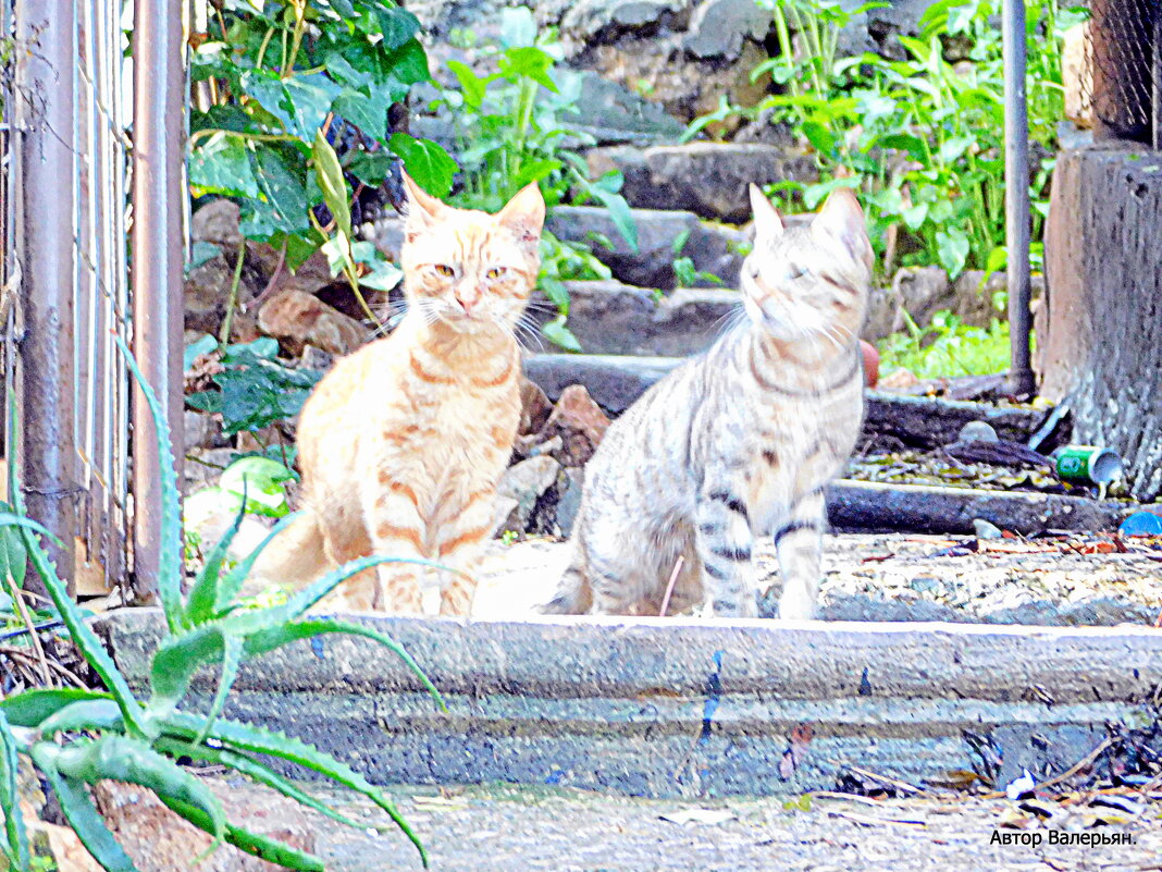 Котята. Кто там к нам пришел? - Валерьян Запорожченко Котята. Кто там к нам пришел? - Валерьян Запорожченко