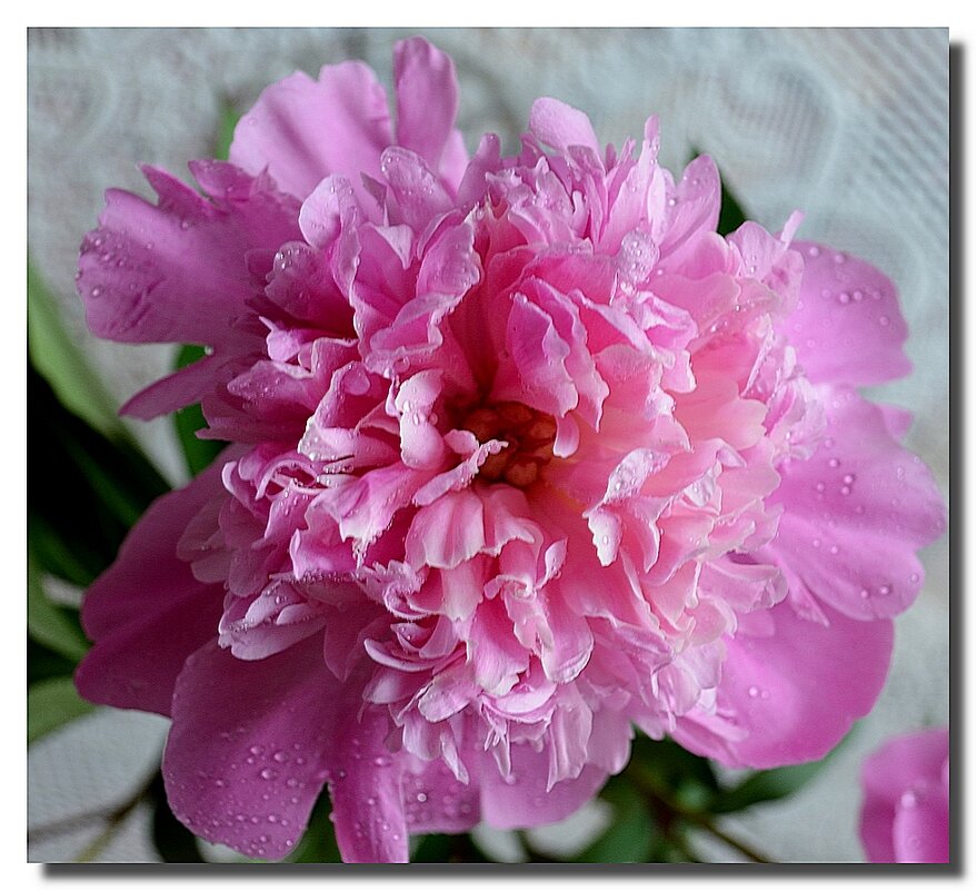 РАДОСТЬ НЕЖНОСТИ И ЖИЗНИ - Анатолий Восточный РАДОСТЬ НЕЖНОСТИ И ЖИЗНИ - Анатолий Восточный