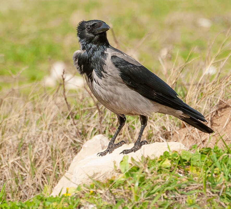 Та самая ворона - Эмиль Та самая ворона - Эмиль