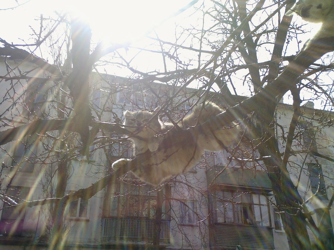 Коты прилетели - Галина 