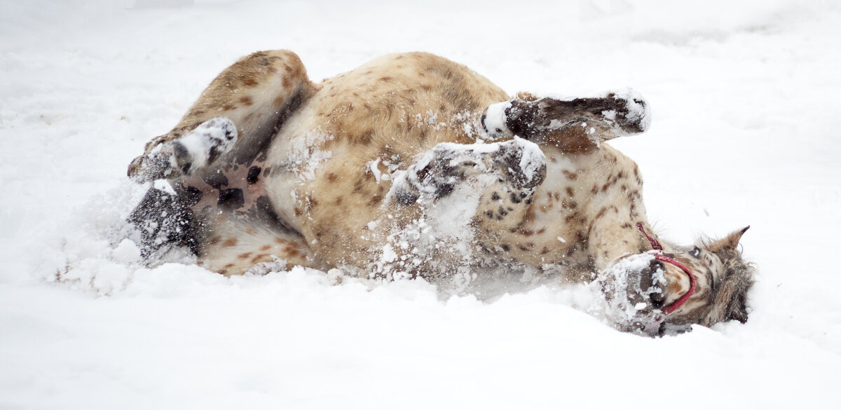 снежные ванны - Елена Логачева