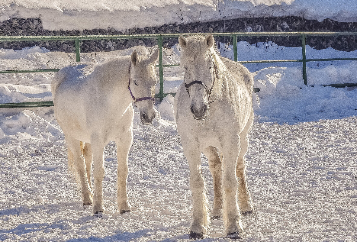 Белые на белом. - аркадий 