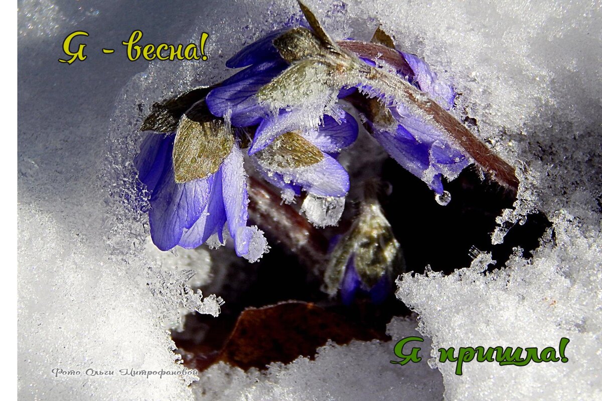 С первым днем Весны! - Ольга Митрофанова