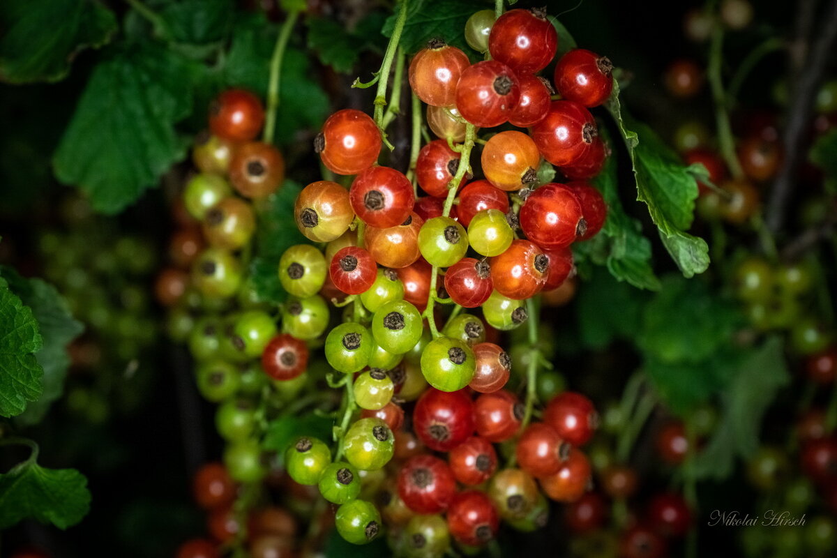 Смородинка - Николай Гирш Смородинка - Николай Гирш