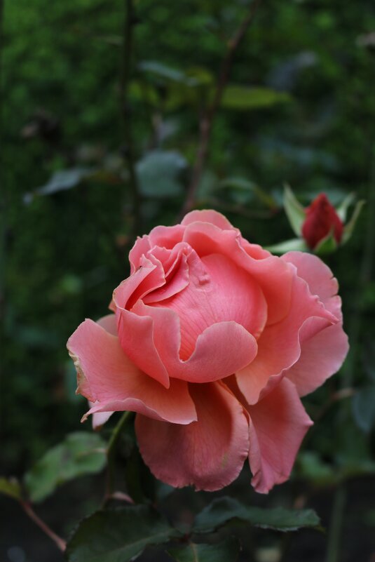 Королева - Ольга 