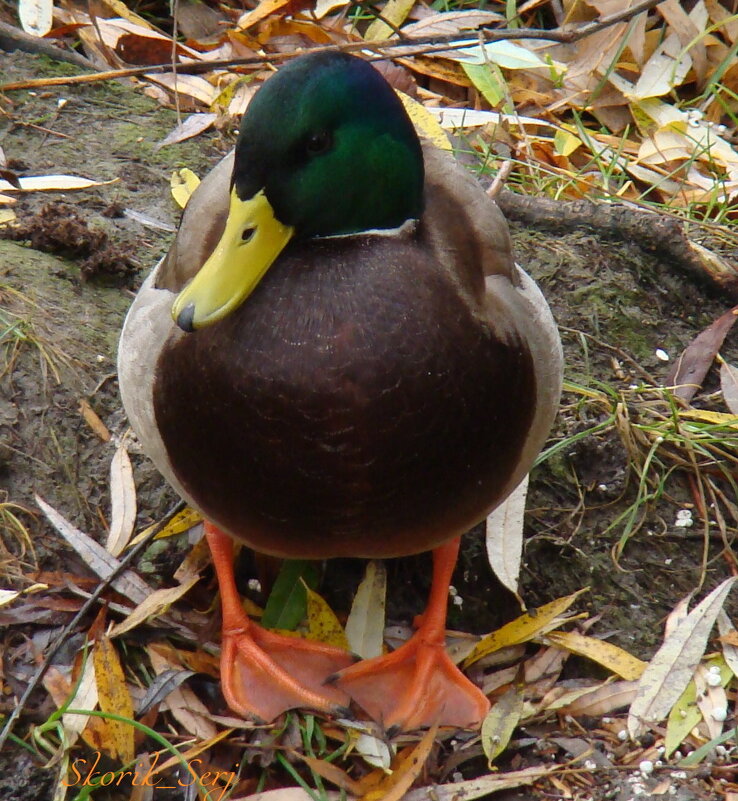 Позирование - Сергей Скорик