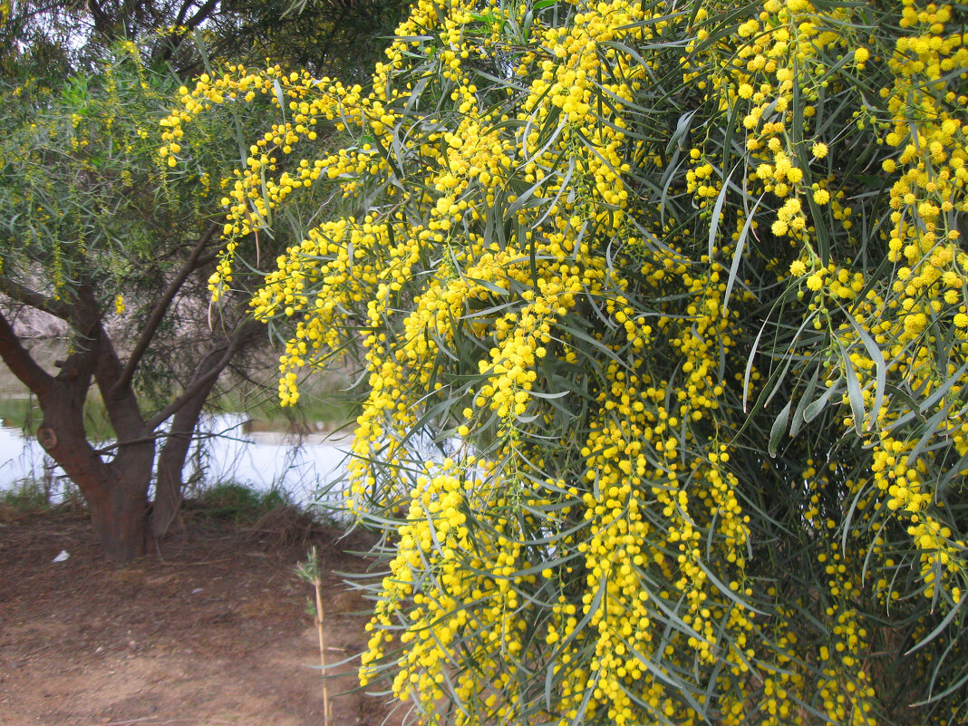 В парке у реки. - Светлана Хращевская