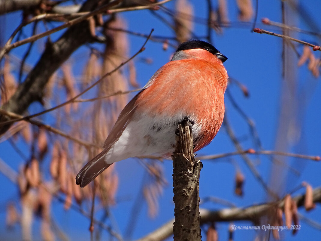 Снегирь - Константин Ординарцев Снегирь - Константин Ординарцев