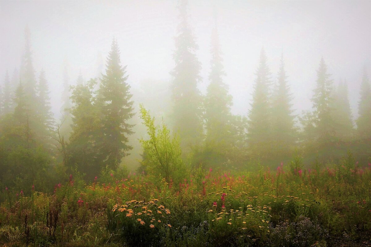 Утром на опушке - Сергей Чиняев Утром на опушке - Сергей Чиняев