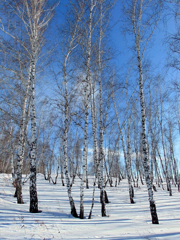 Небесная лазурь. - nadyasilyuk Вознюк Небесная лазурь. - nadyasilyuk Вознюк