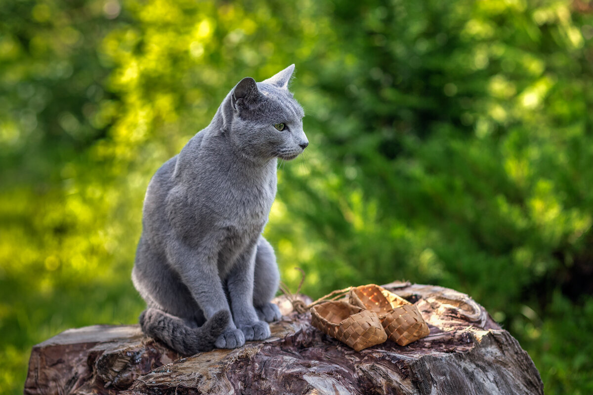 Кот Мырка. - Герман Воробьев