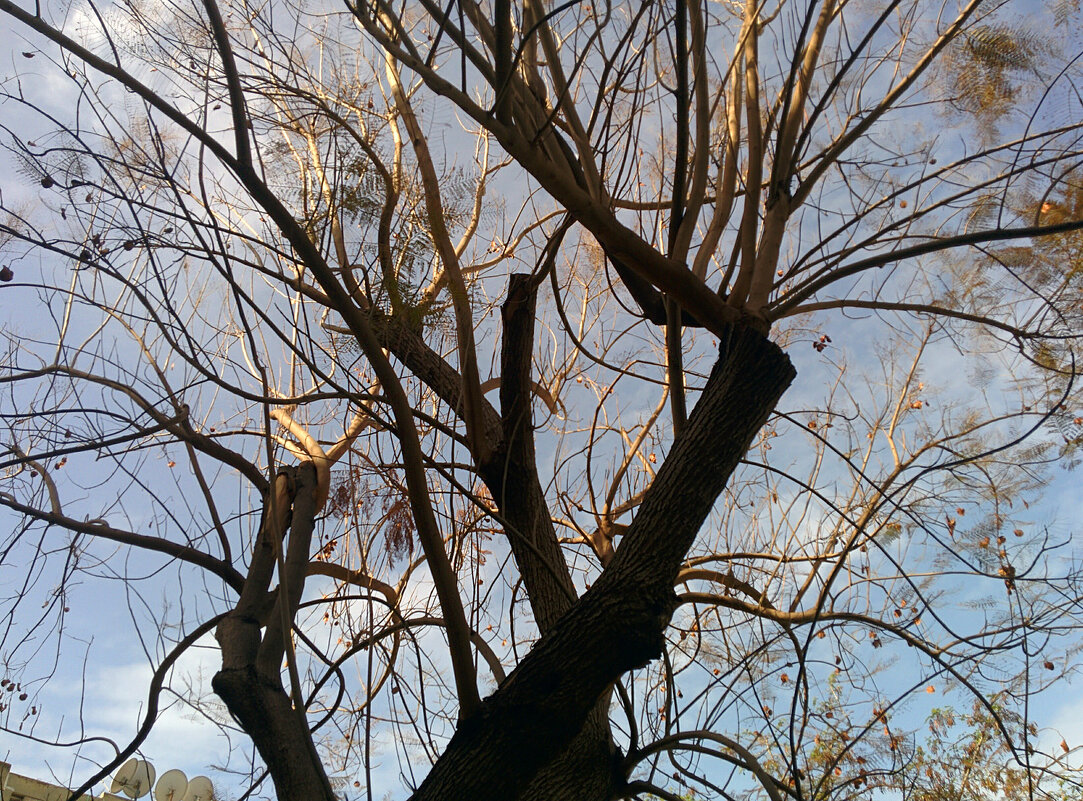 Дерево освещенное солнцем. - Светлана Хращевская Дерево освещенное солнцем. - Светлана Хращевская