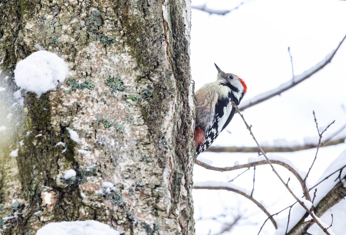 зима. птицы подмосковья. - юрий макаров зима. птицы подмосковья. - юрий макаров