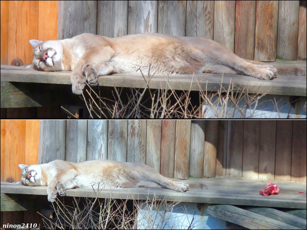 В ростовском зоопарке. Март - Нина Бутко