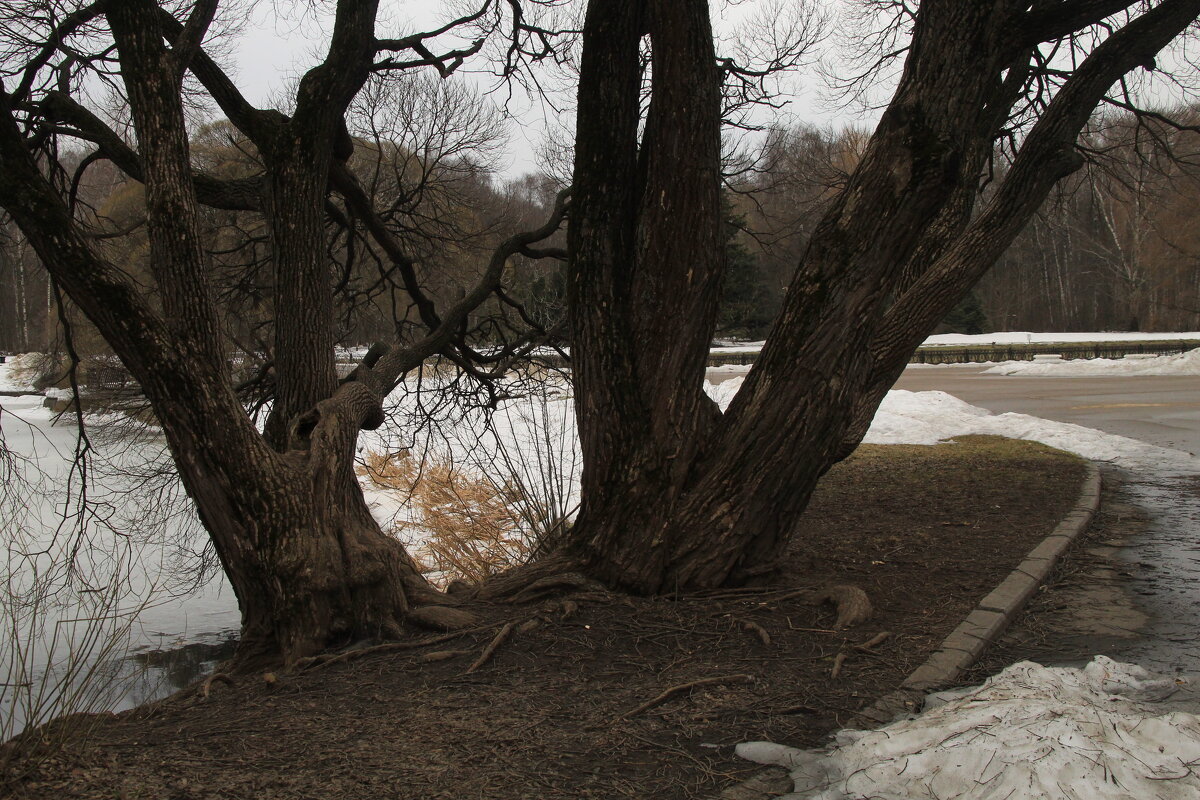 деревья у пруда Ботанический сад - Илья 