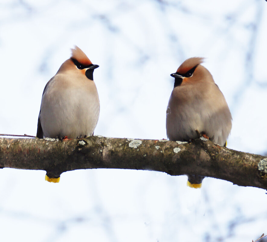 *** - Павел *** - Павел
