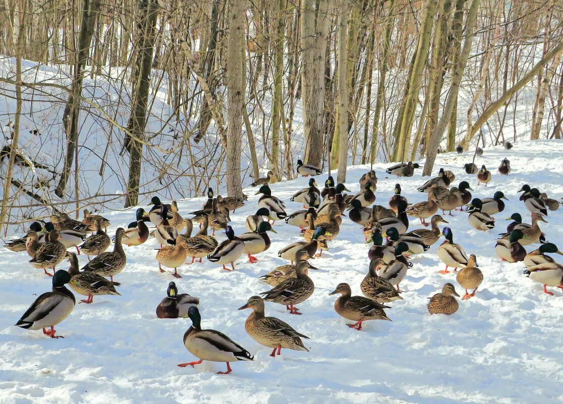 Утиное нашествие - Андрей Снегерёв Утиное нашествие - Андрей Снегерёв