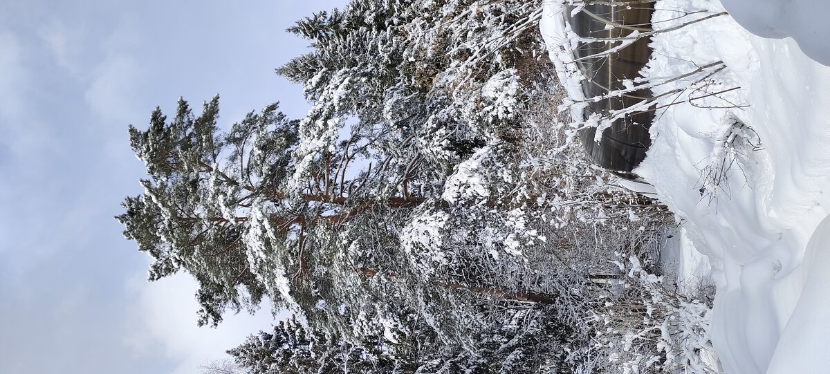 Красивые сосны в апреле...... - Юлия 