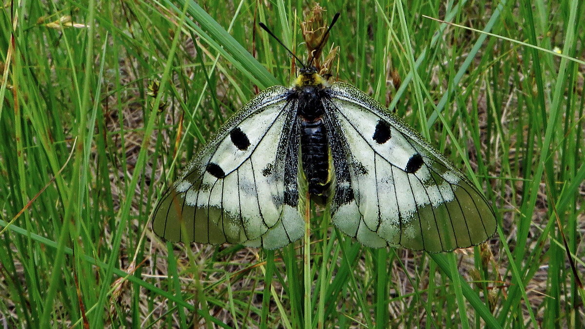 Мнемози́на (лат. Parnassius mnemosyne) — - Ivan Vodonos