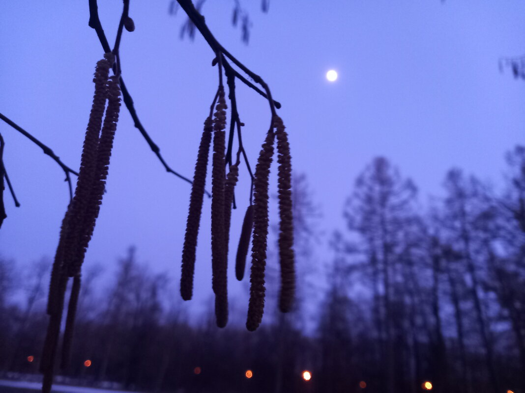 Луна и орешник - Сапсан 