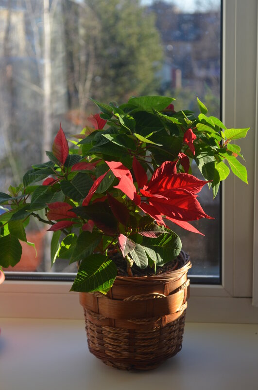 Красные и зеленые... - Владимир Павлов Красные и зеленые... - Владимир Павлов