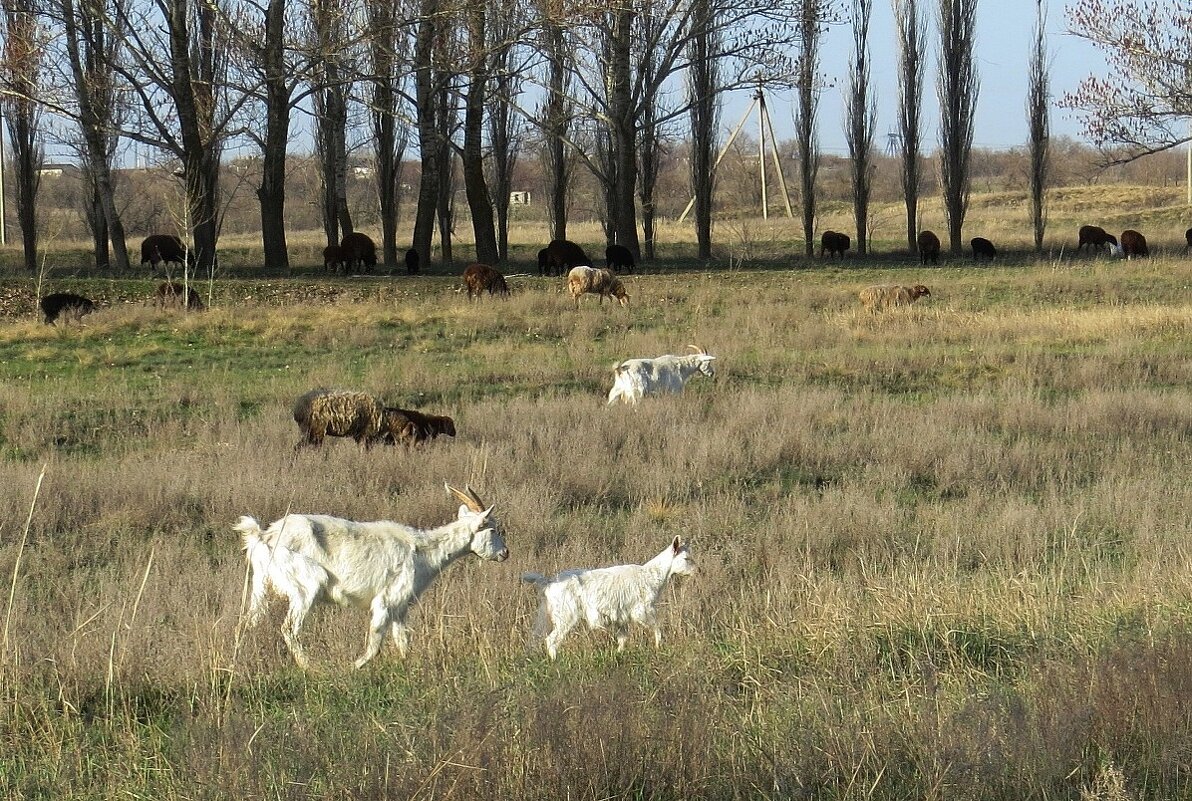 С мамочкой ) - Natali 