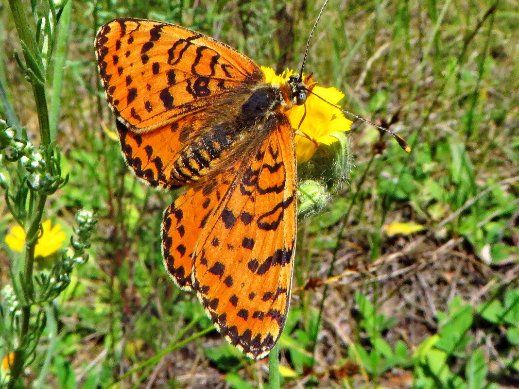 Рябець червоний (Melitaea didyma) — вид денних метеликів родини сонцевиків (Nymphalidae). - Ivan Vodonos