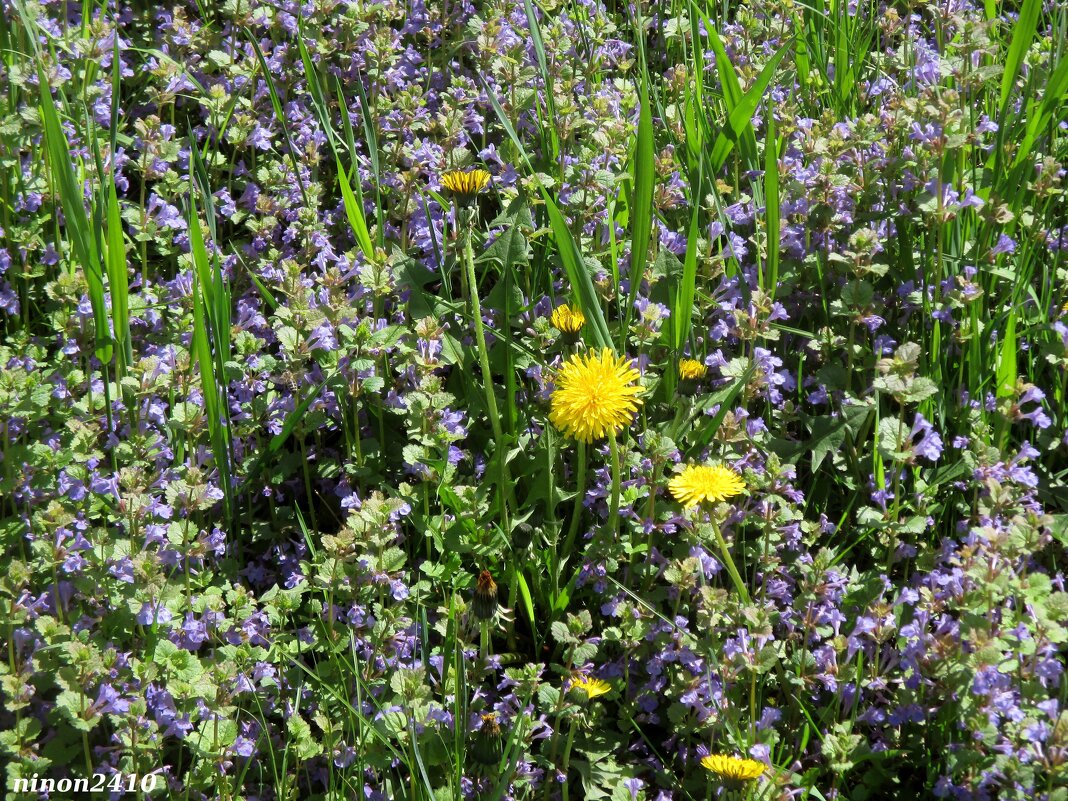 Апрельское разноцветье - Нина Бутко Апрельское разноцветье - Нина Бутко