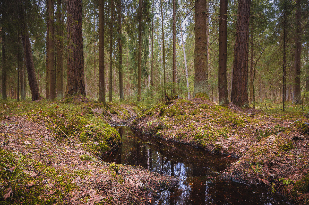 Лес Павловского парка. - Олег Бабурин Лес Павловского парка. - Олег Бабурин