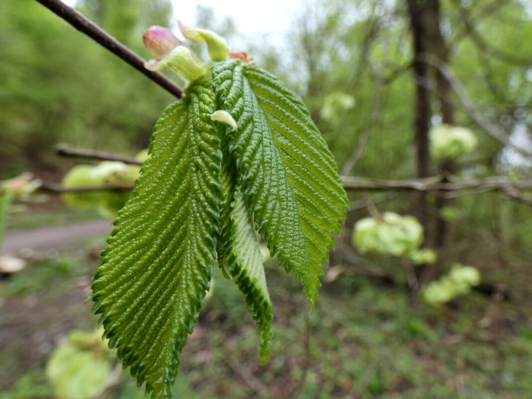 фотографирование с вязом - Heinz Thorns