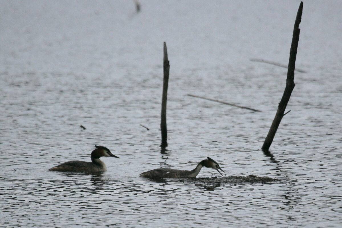 Чомга строит гнездо - Владилен Панченко Чомга строит гнездо - Владилен Панченко