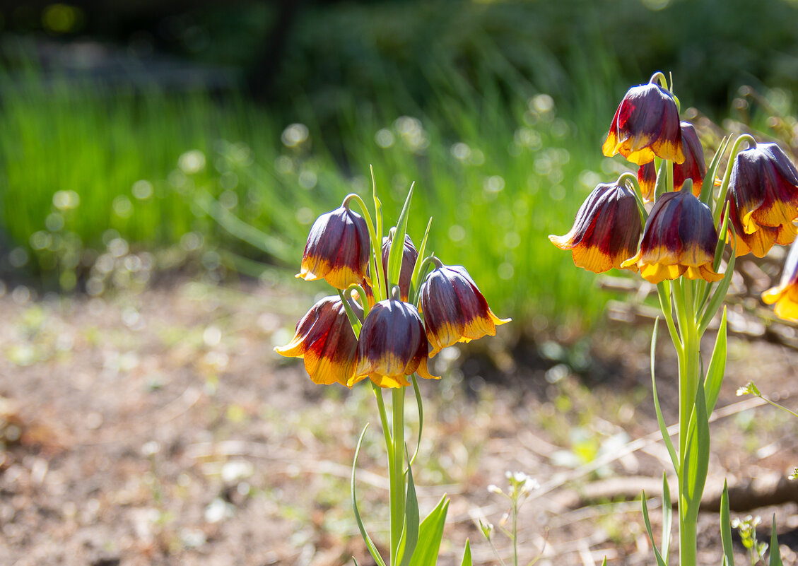 *** - Геннадий Порохов *** - Геннадий Порохов