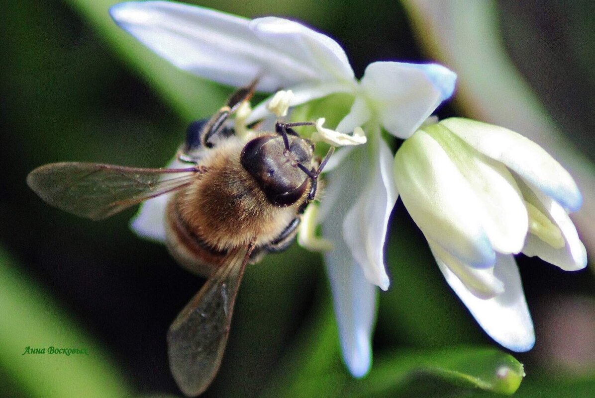 Первые пчёлки на пролесках. - Восковых Анна Васильевна Первые пчёлки на пролесках. - Восковых Анна Васильевна