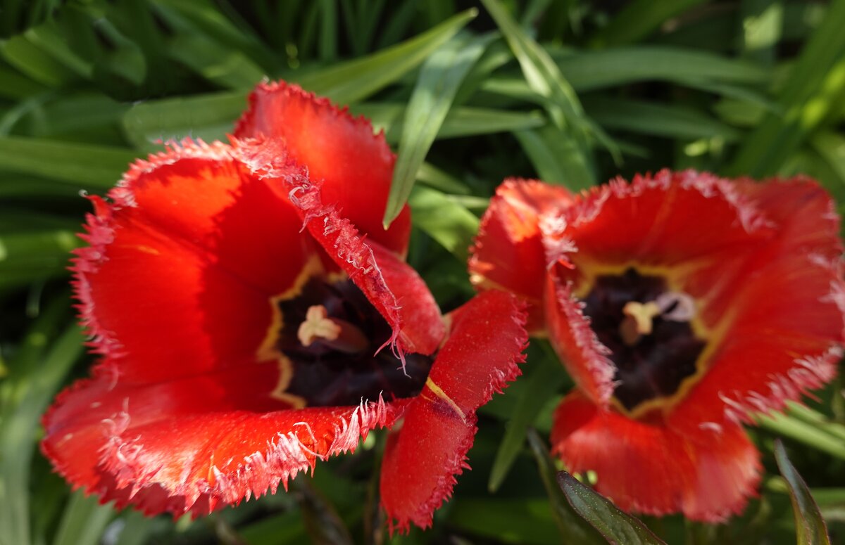 ... - Galina Dzubina