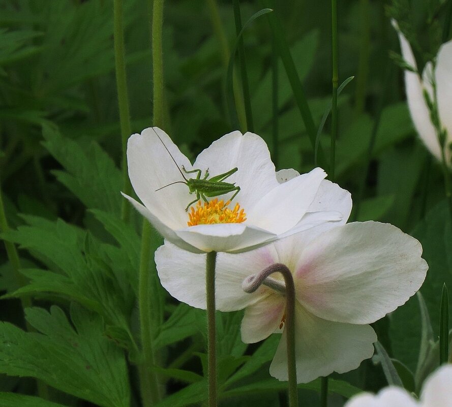 Зелененький он был ... - Natali 