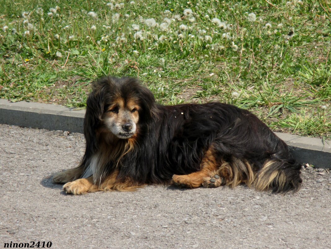 В городском парке - Нина Бутко
